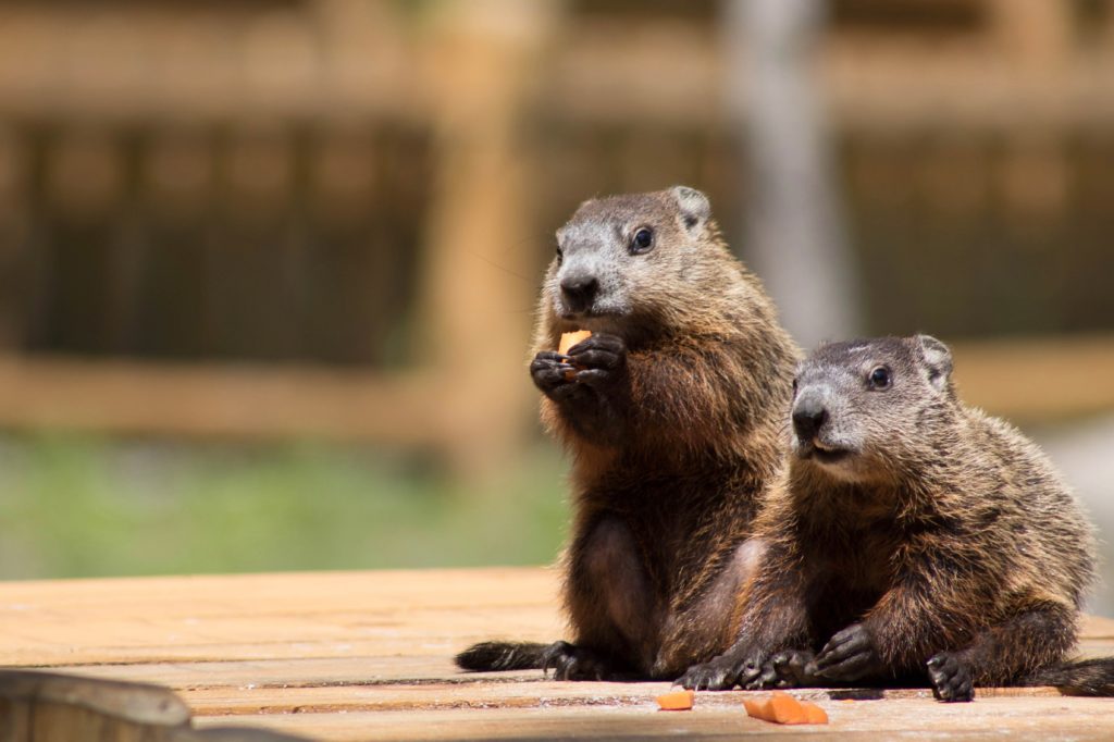 Dormir au Parc Oméga, Québec