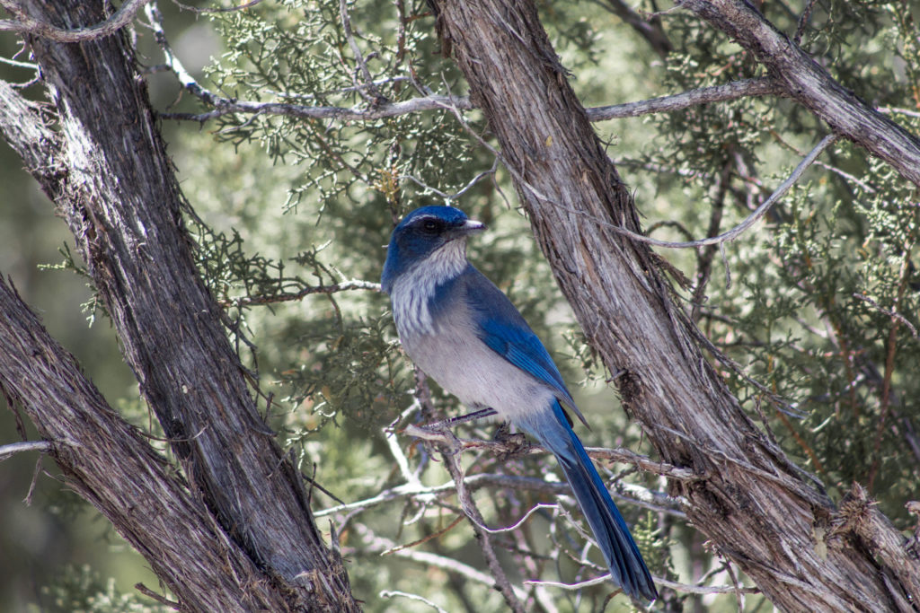 Geai bleu à tent rocks