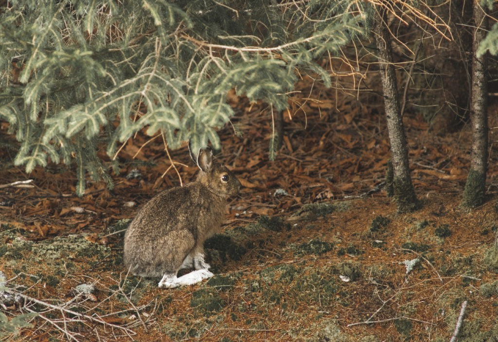 Road trip au Nouveau-Brunswick | Parc national Fundy
