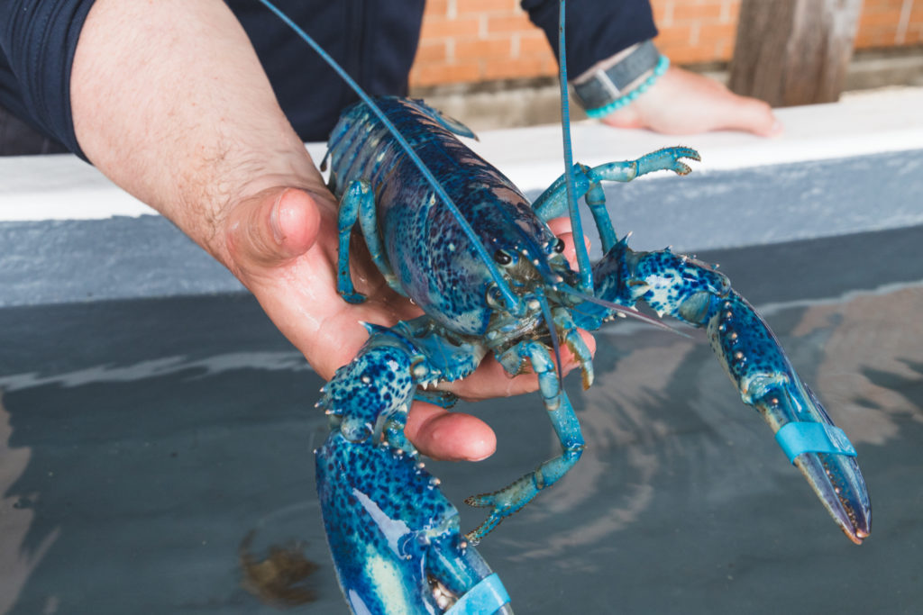 Road trip au Nouveau-Brunswick | Centre Marin de Shipaggan