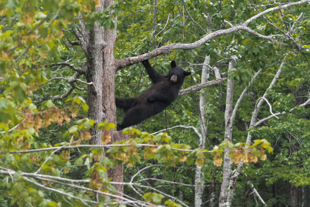 Road trip au Nouveau-Brunswick | Observation des ours