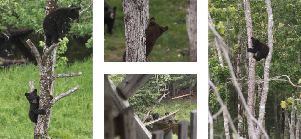 Road trip au Nouveau-Brunswick | Observation des ours
