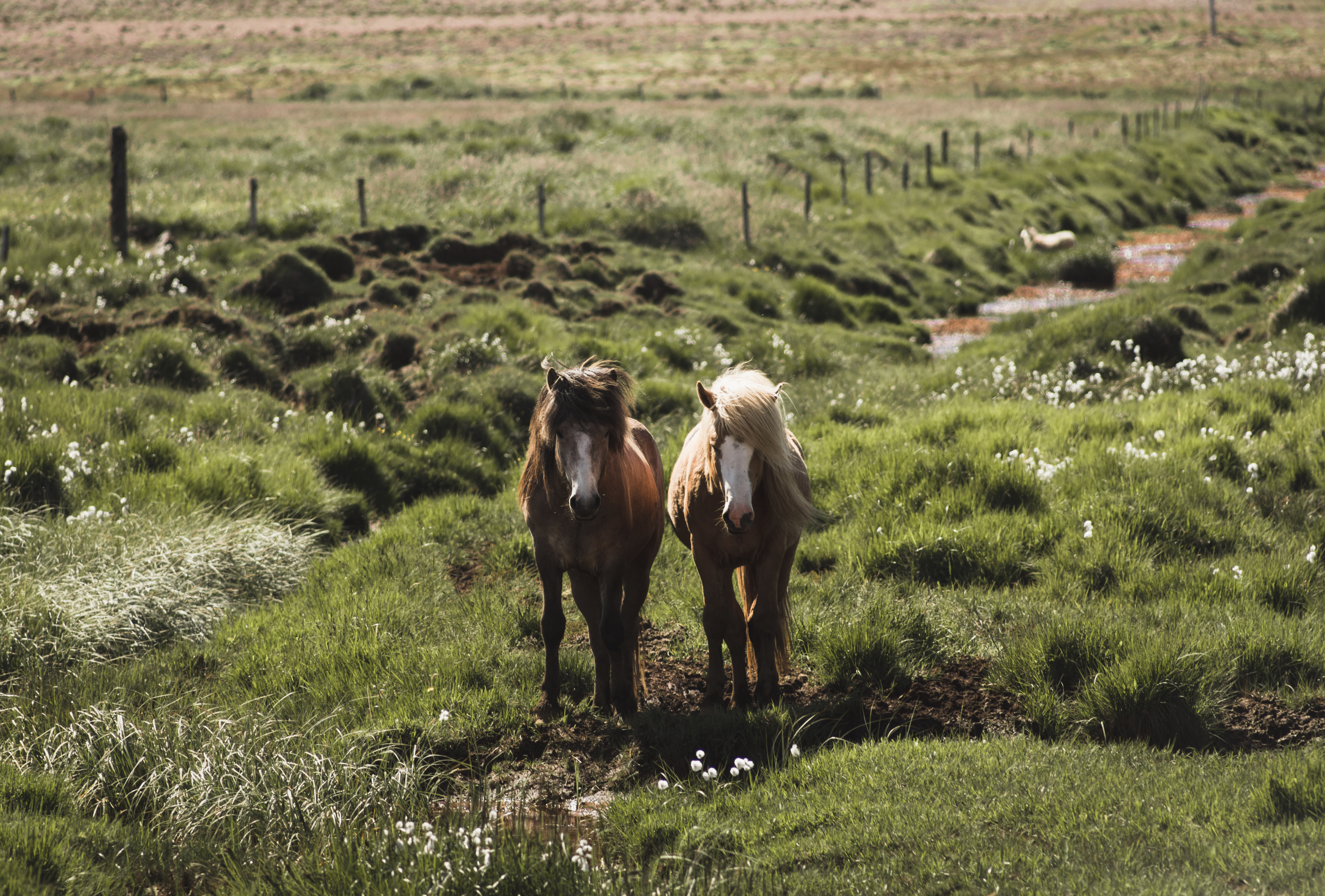 Préparer un road trip en Islande