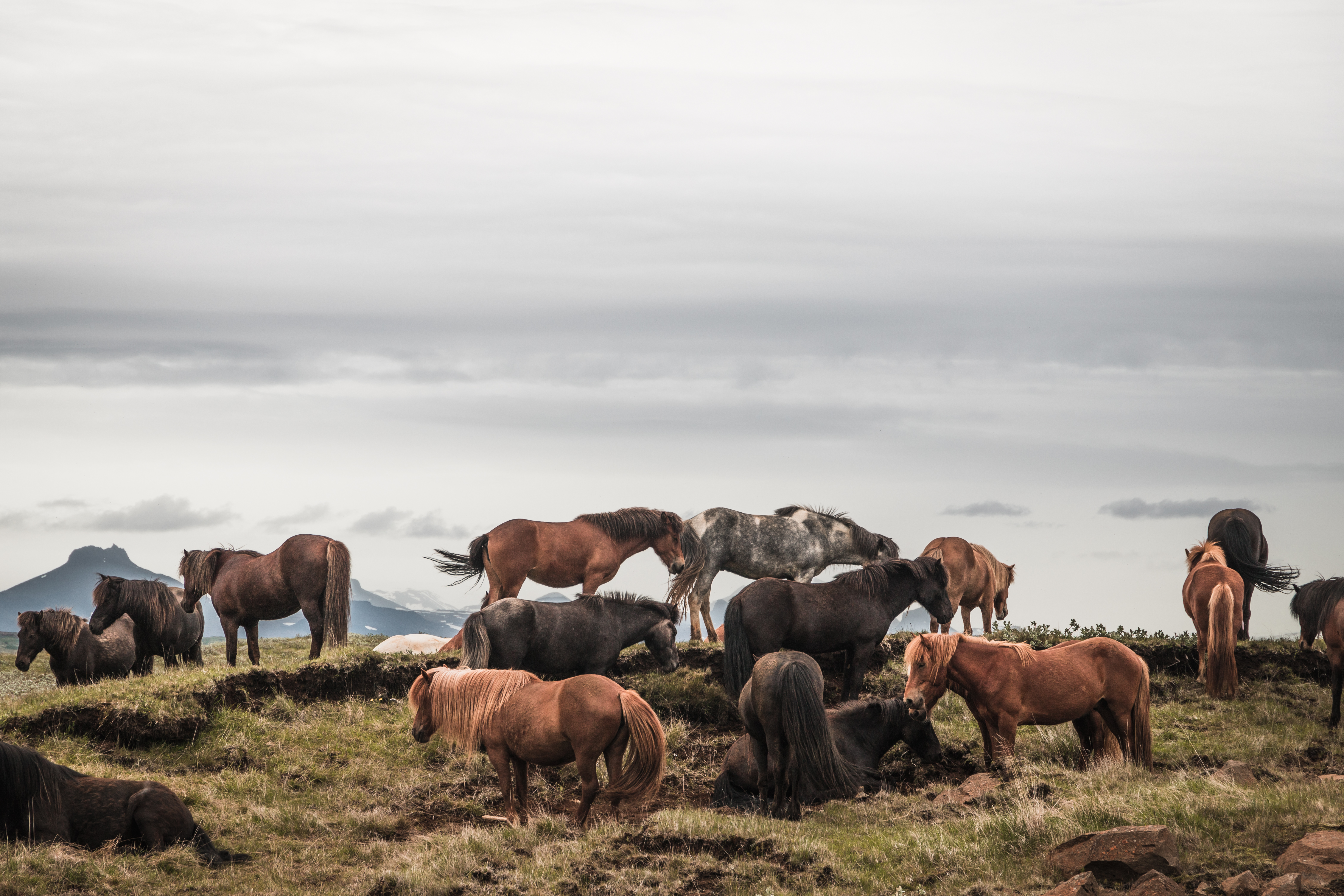 Islande | Le Cercle d'Or et les merveilles du sud 