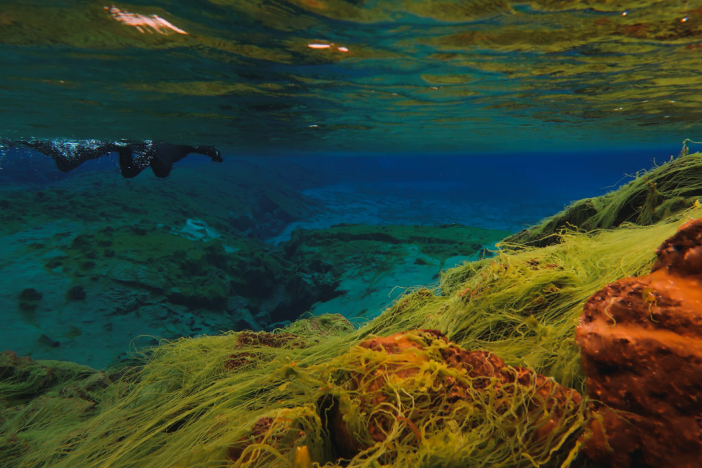 Snorkeling à Silfra