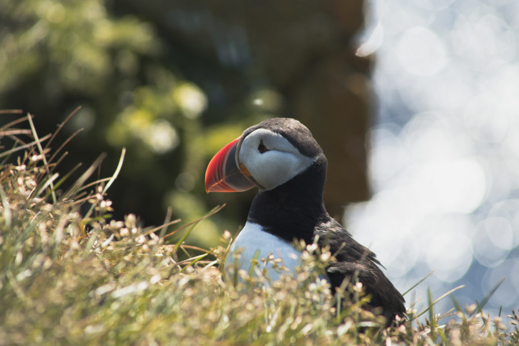 Islande | Les Fjords de l'Ouest et la péninsule du Snæfellsnes - Macareux moine au Látrabjarg