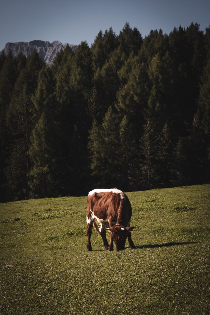 Alpe di Siusi