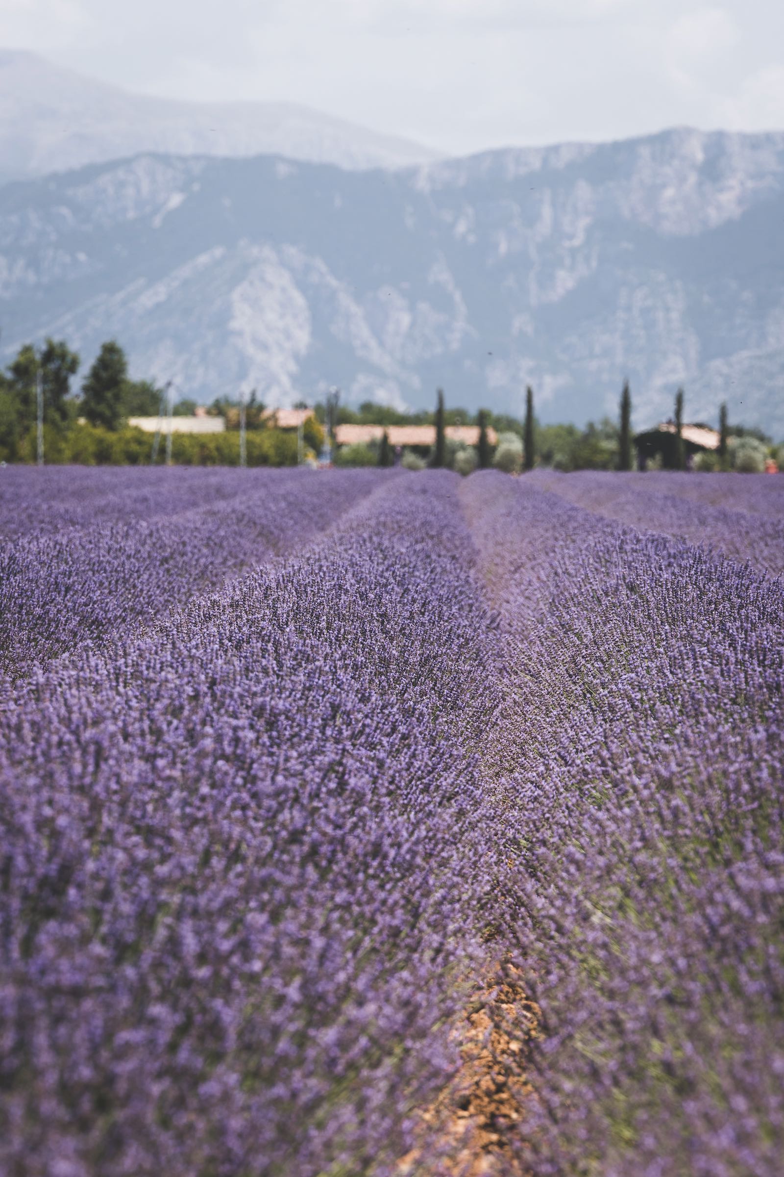 Lavande | Plateau de Valensole