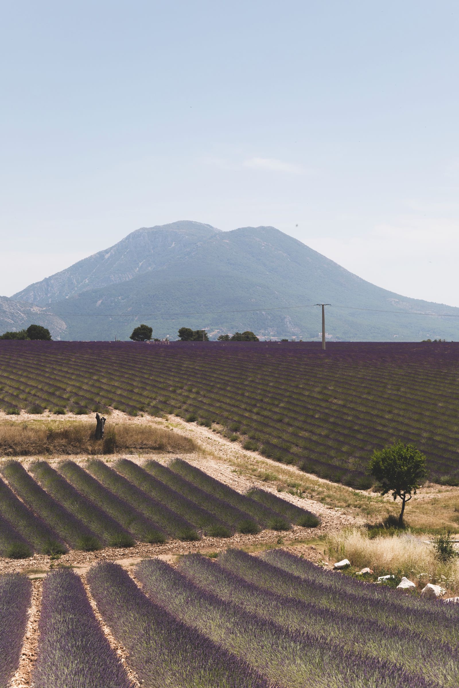 Lavande | Plateau de Valensole