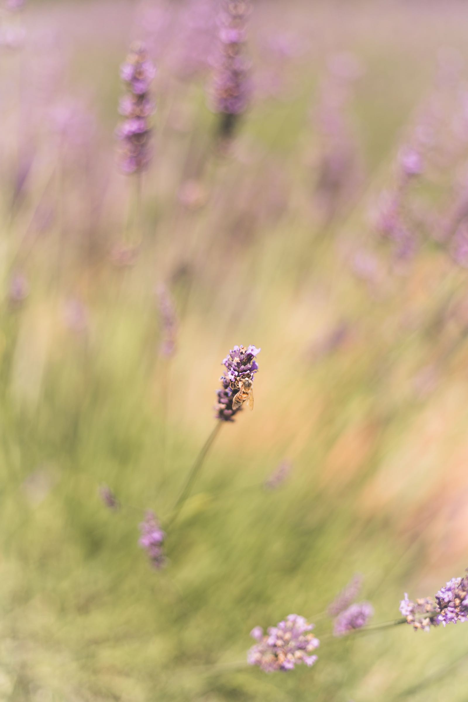 Lavande | Plateau de Valensole