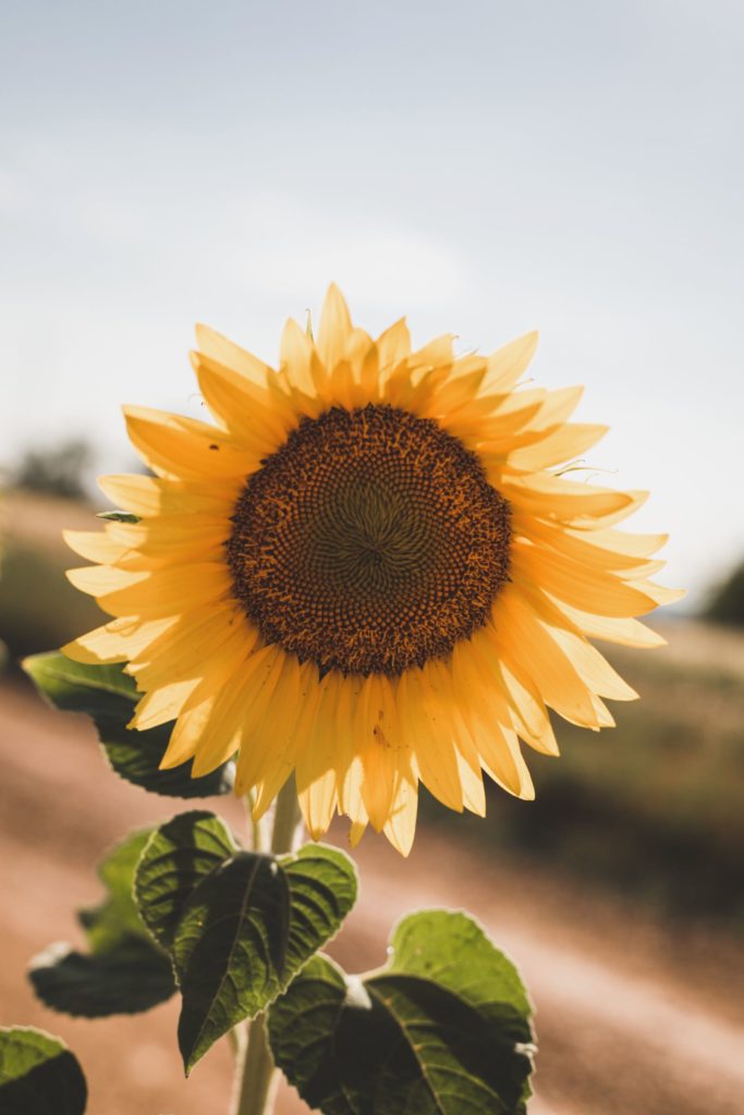 Tournesol | Plateau de Valensole