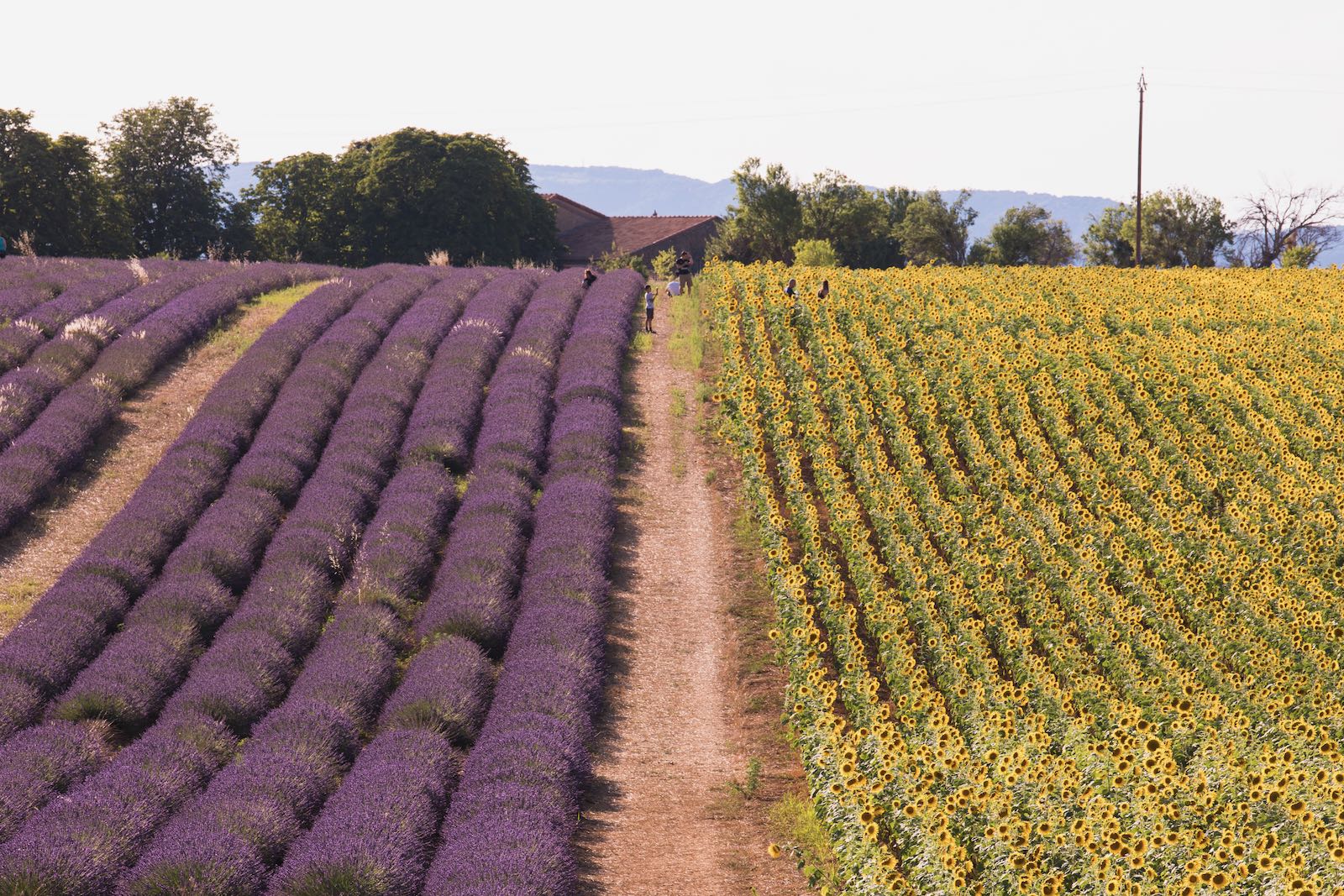 Lavande et tournesols en Provence 