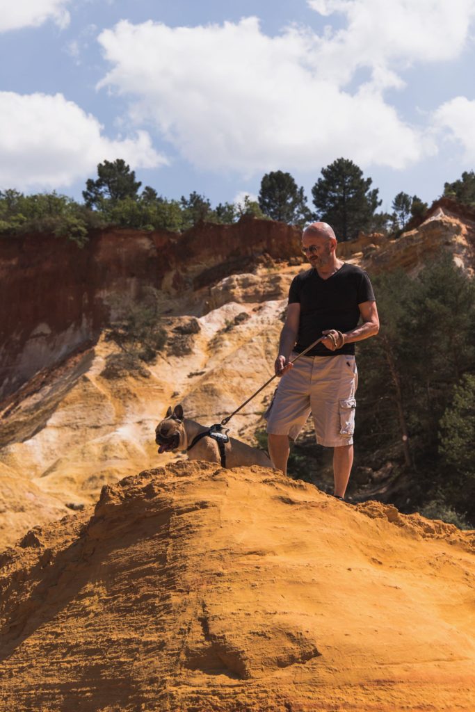 Colorado Provençal chien