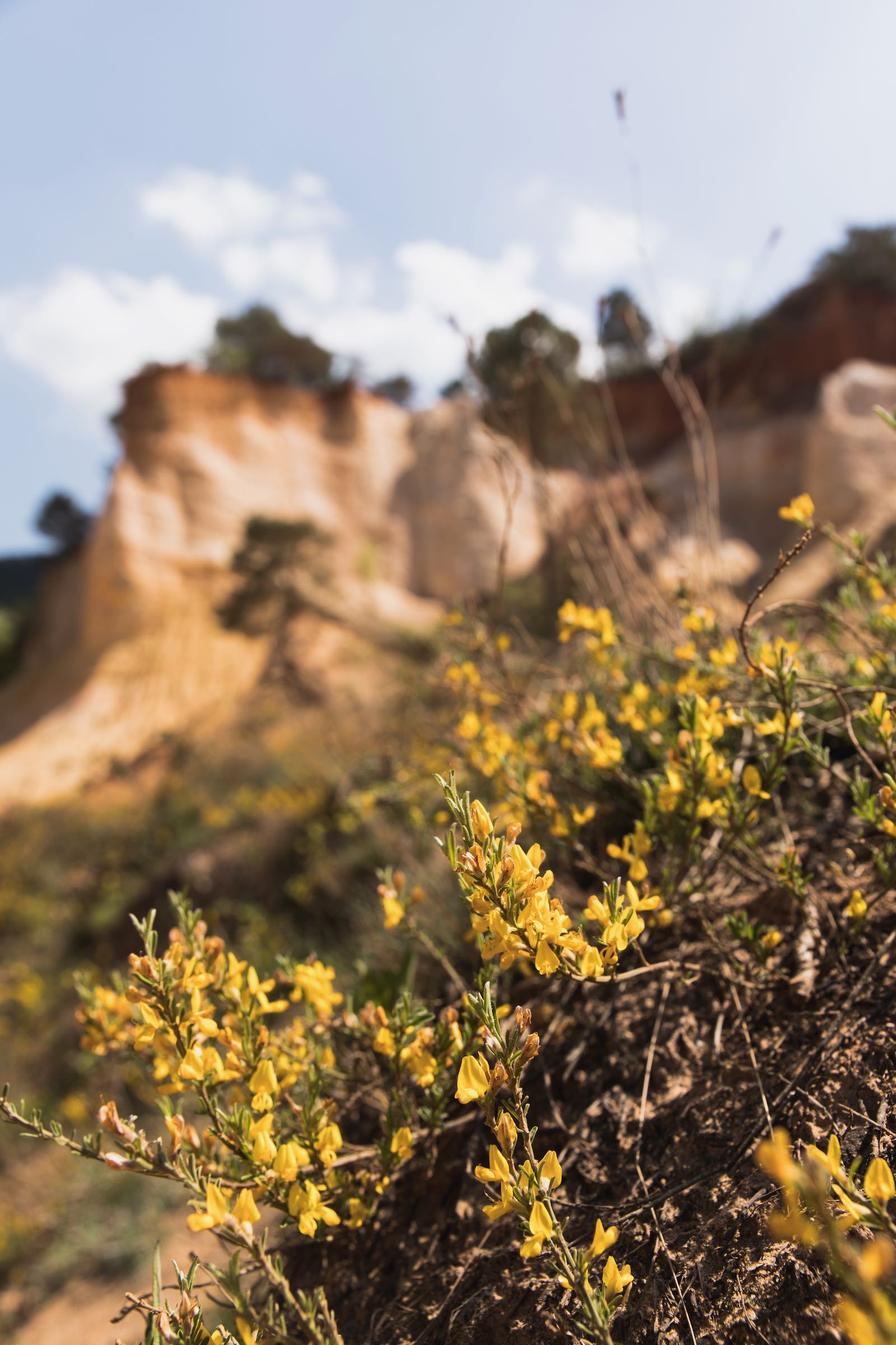 Colorado Provençal