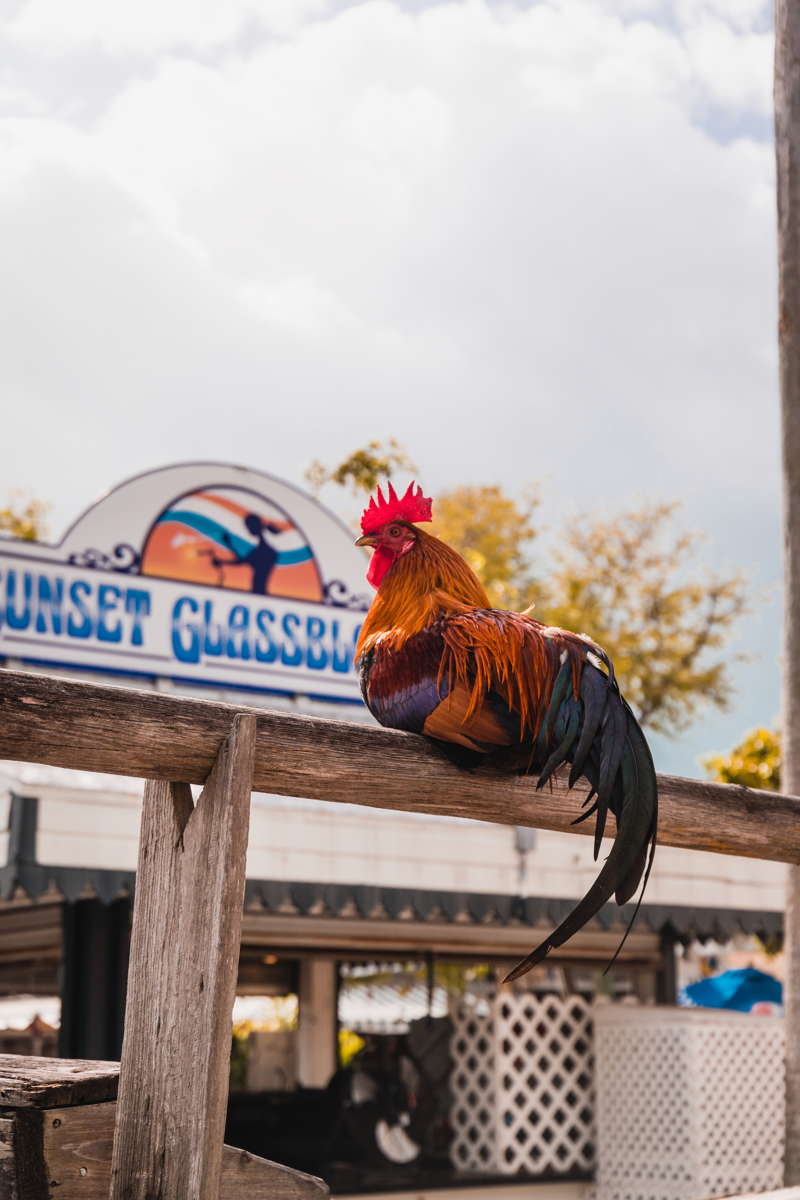 Coq Key West