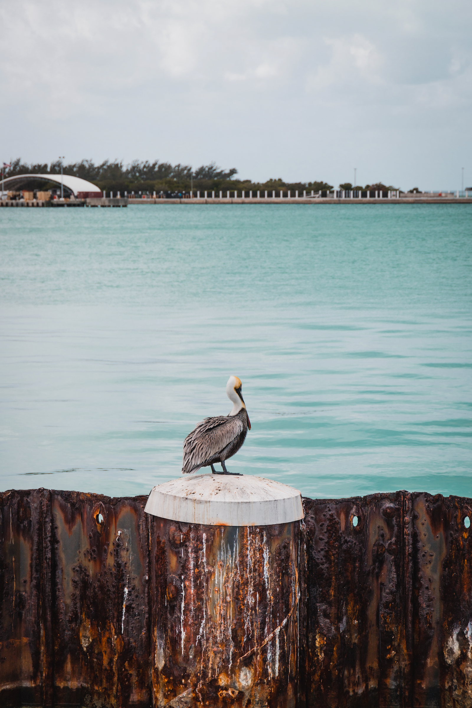 Pelican Key West