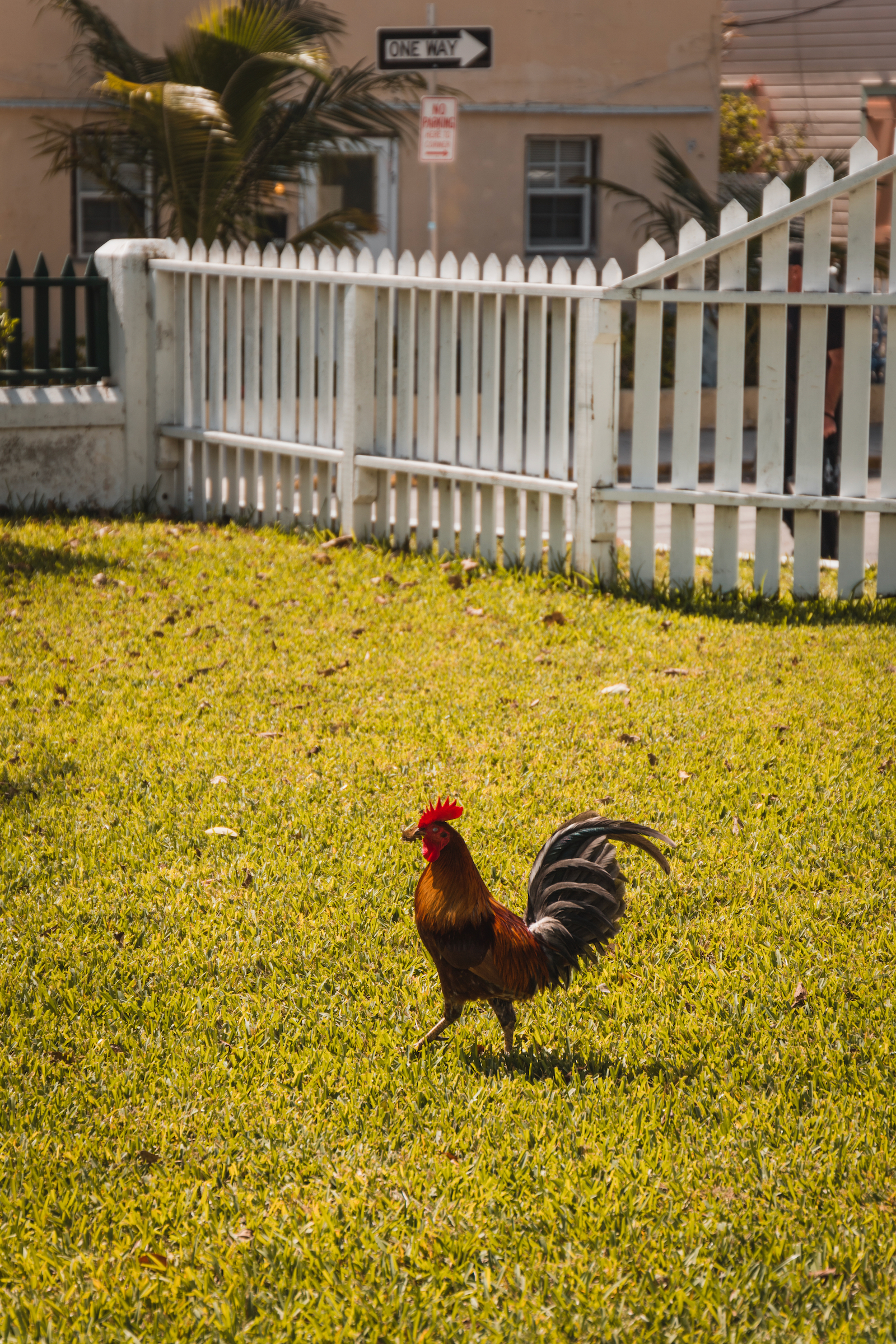 Que voir à Key West ?