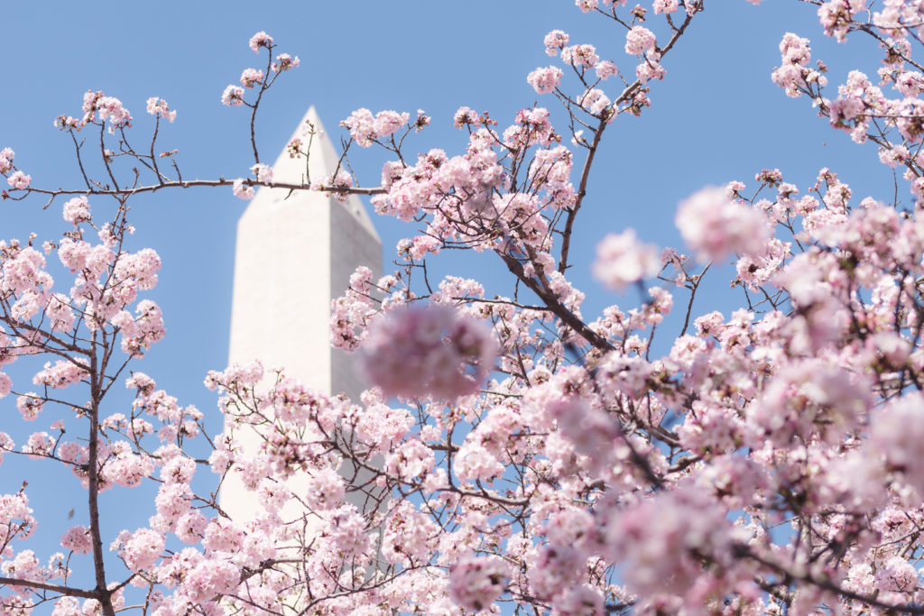Cherry Blossom Festival à Washington 