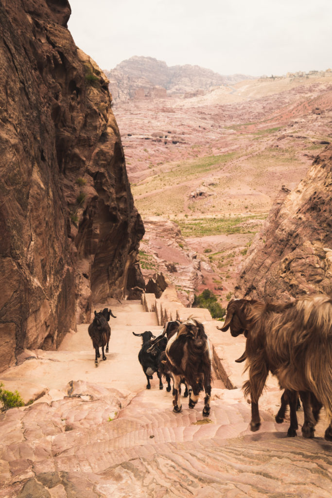 Jordanie | Notre guide pour découvrir Pétra
