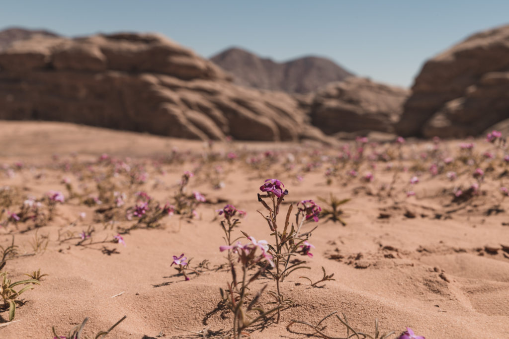 Jordanie | 2 jours & 2 nuits dans le désert de Wadi Rum