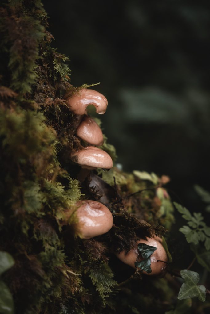 Dormir dans une bulle en Irlande | Finn Lough Resort