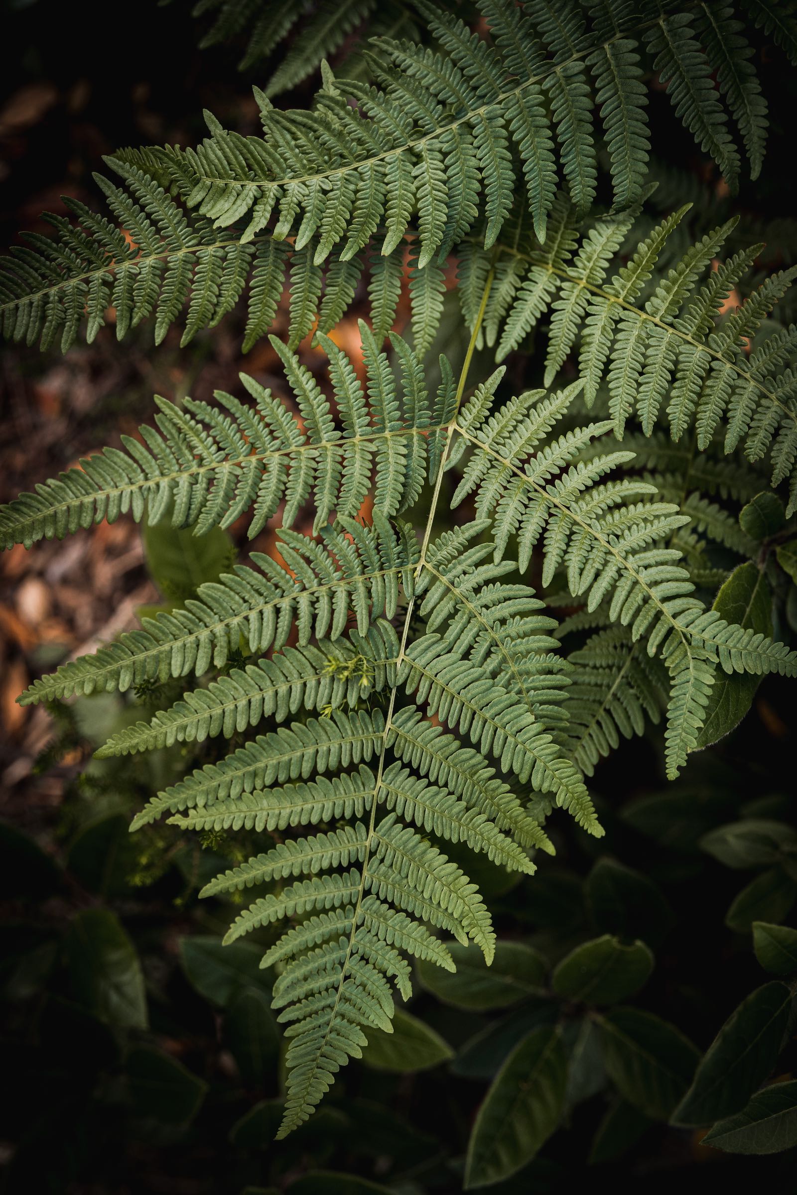 Tour du Cap Roux - Estérel