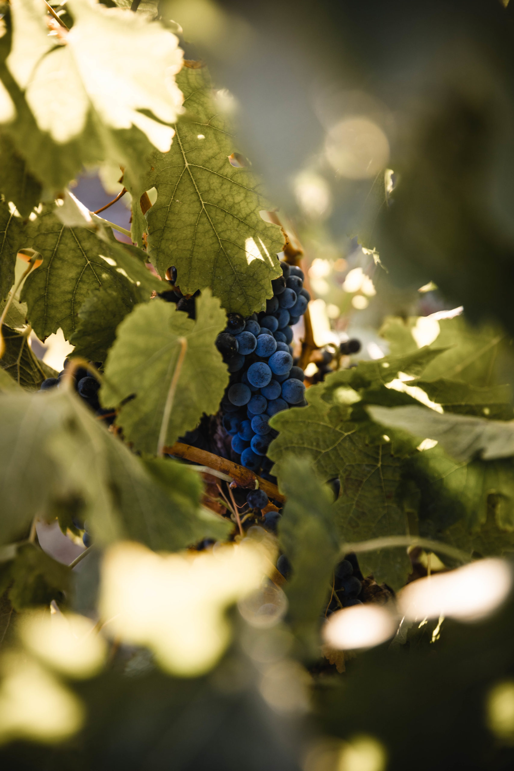 Sunset Vigneron