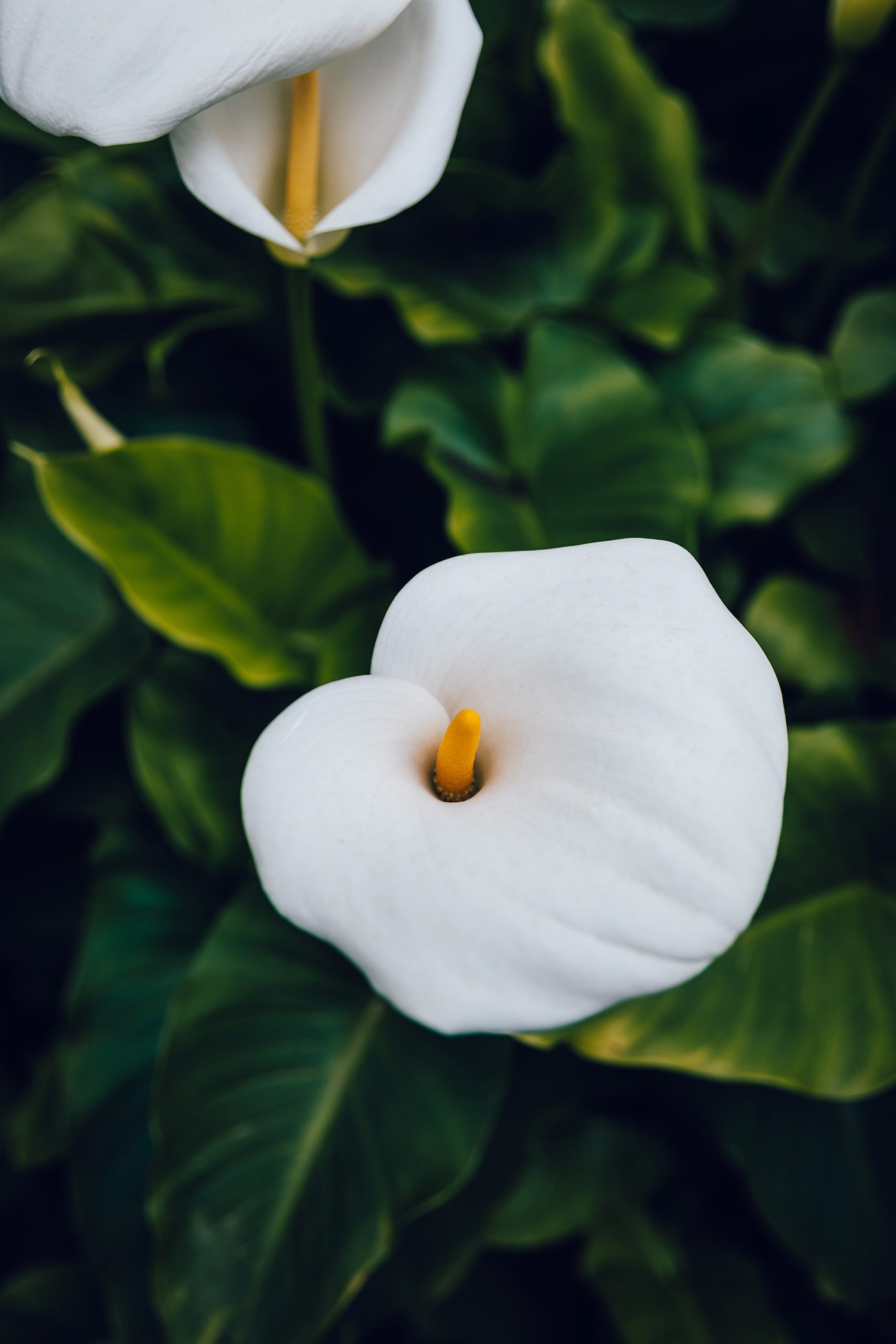 Jardin d'acclimatation de La Orotava - Tenerife