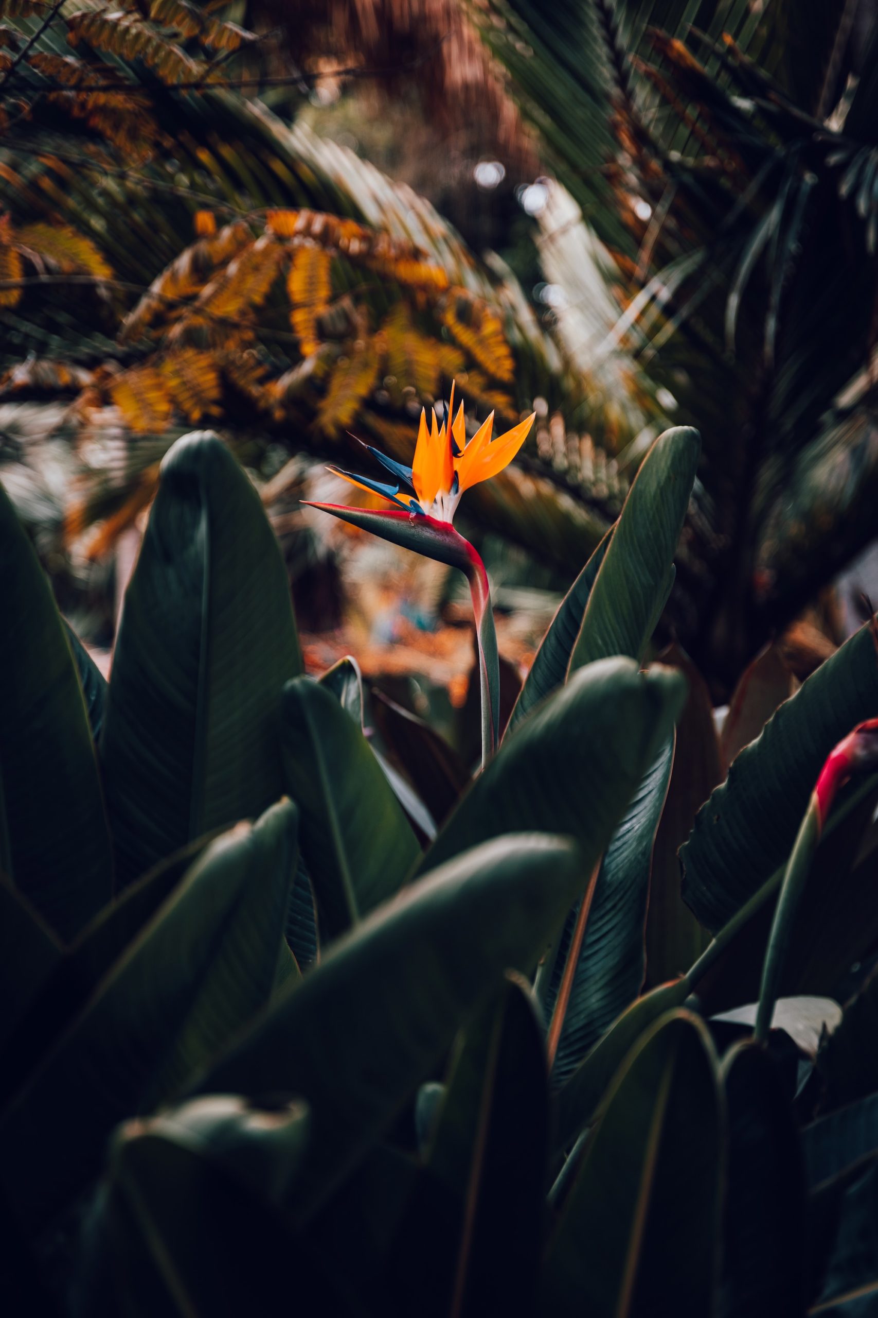 Jardin d'acclimatation de La Orotava - Tenerife