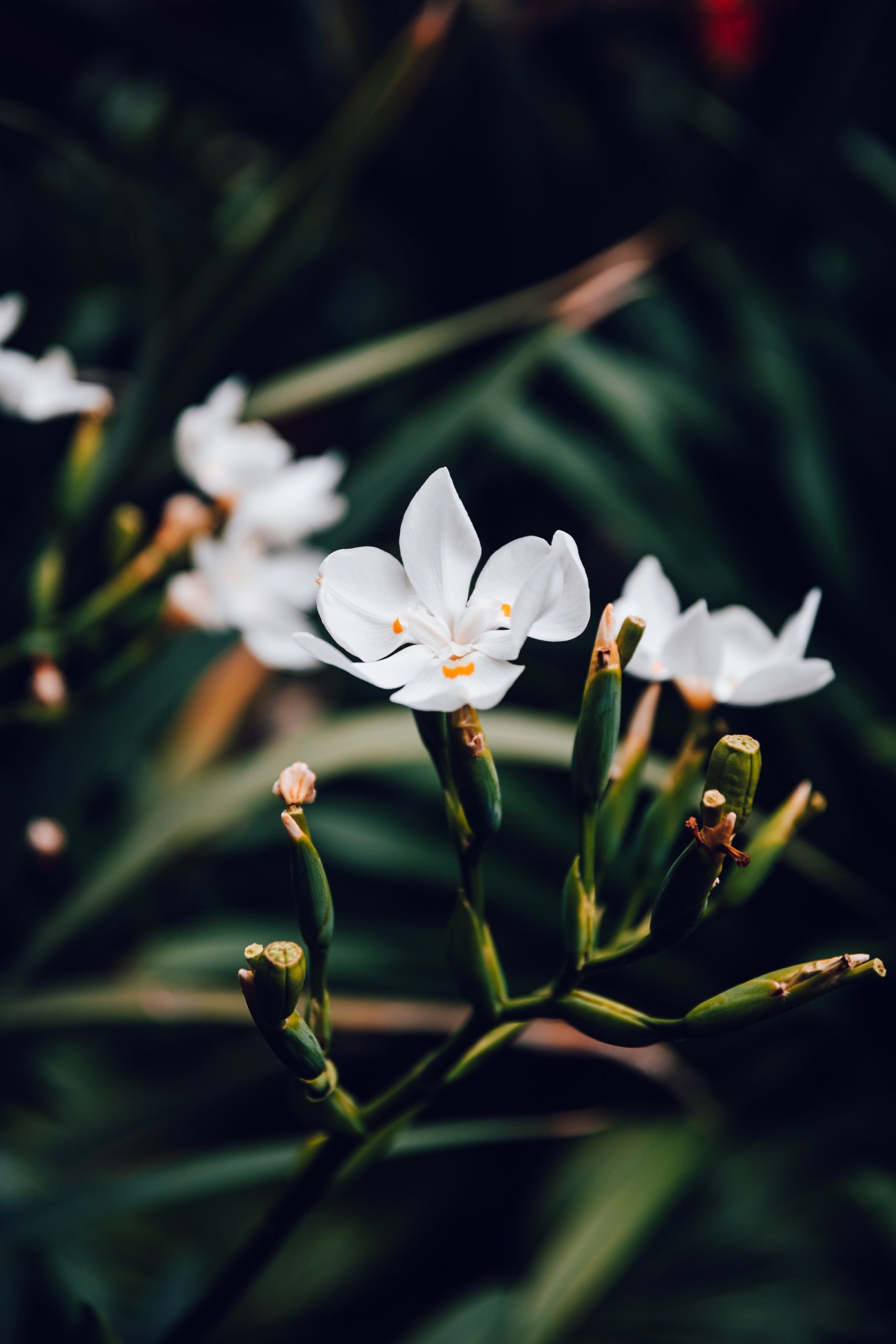 Jardin d'acclimatation de La Orotava - Tenerife