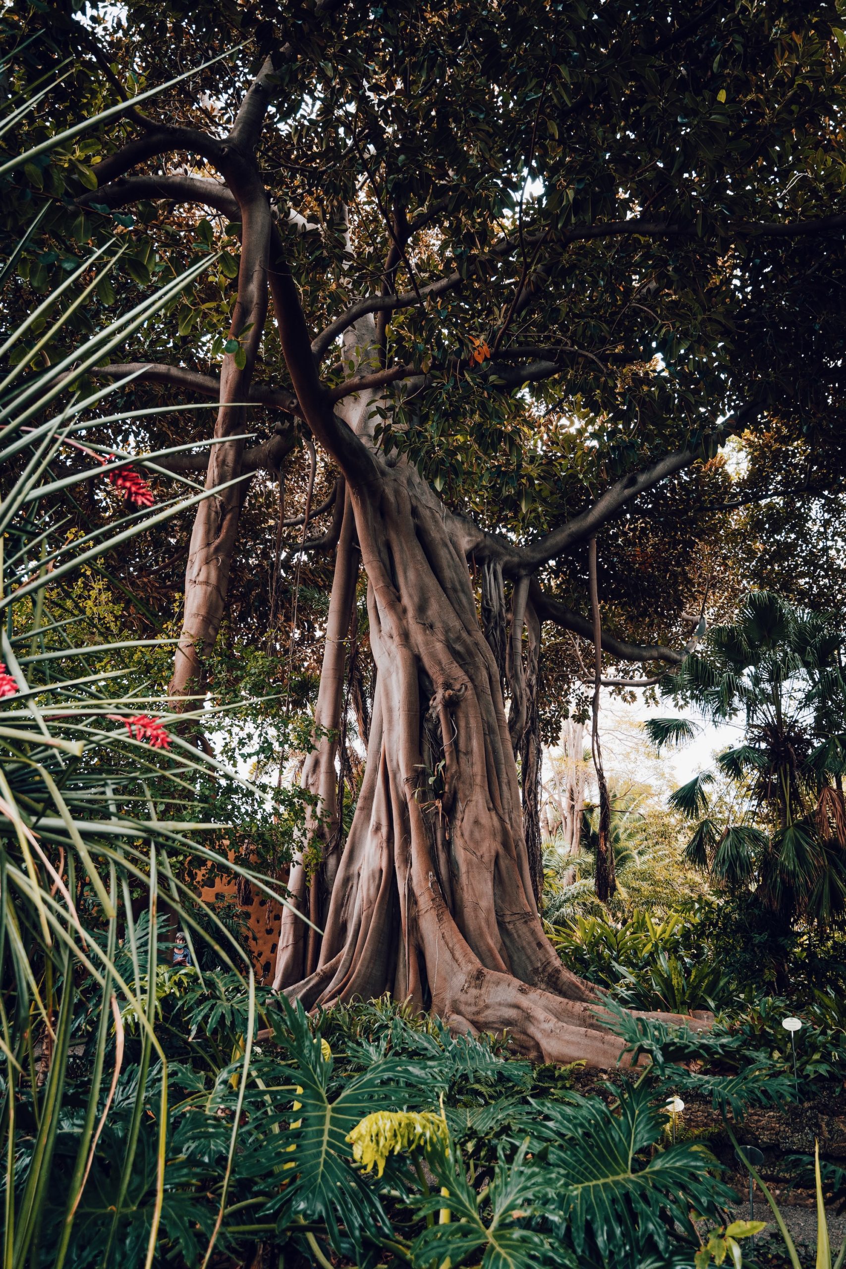 Jardin d'acclimatation de La Orotava - Tenerife