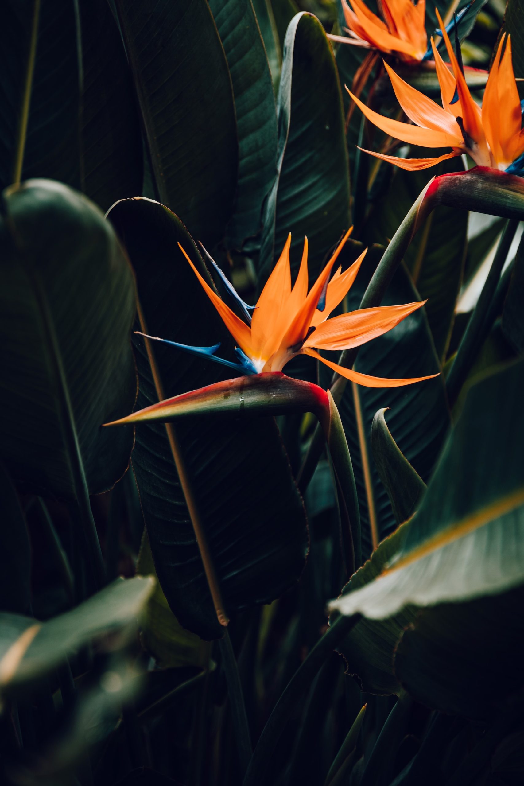 Jardin d'acclimatation de La Orotava - Tenerife