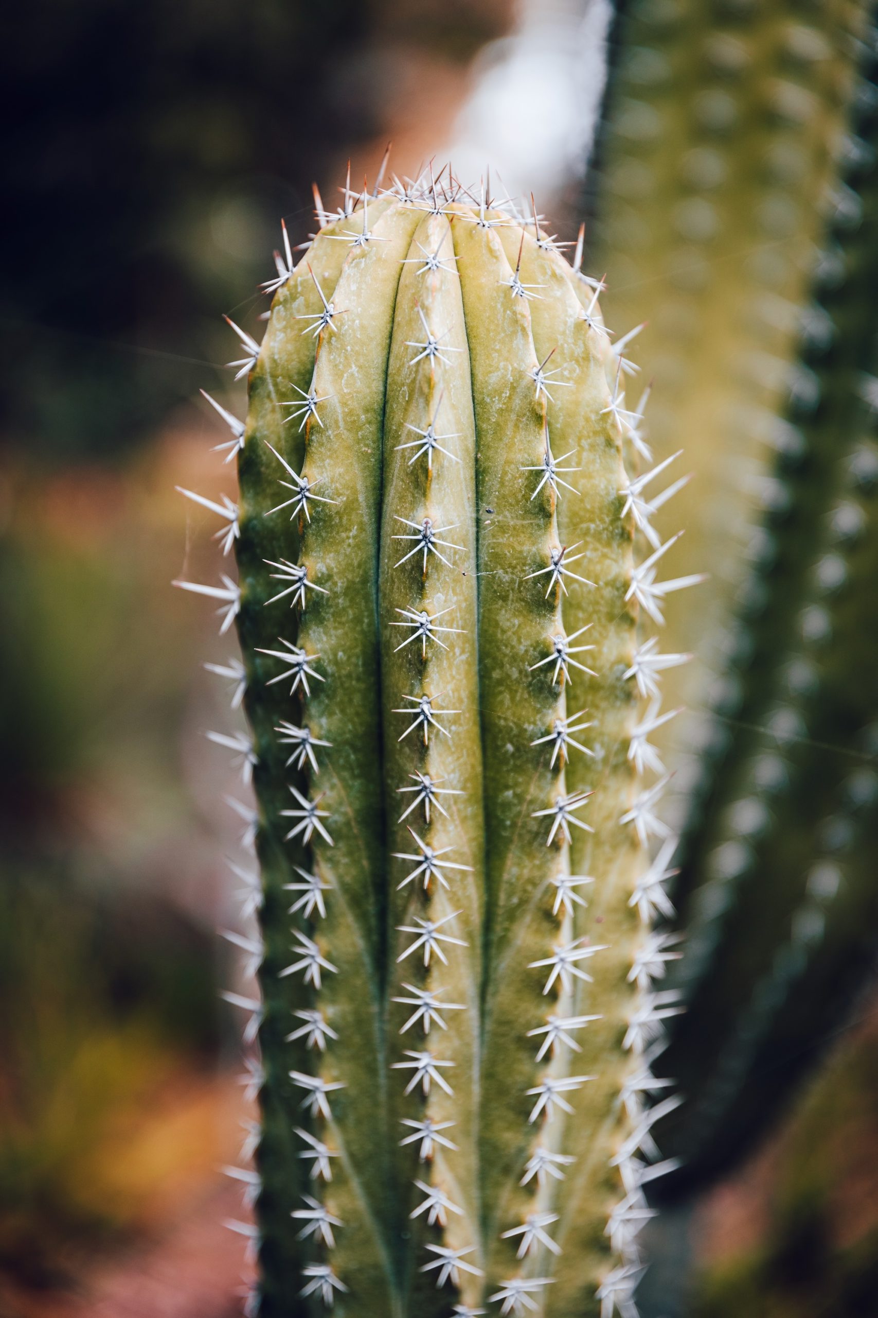 Jardin d'acclimatation de La Orotava - Tenerife