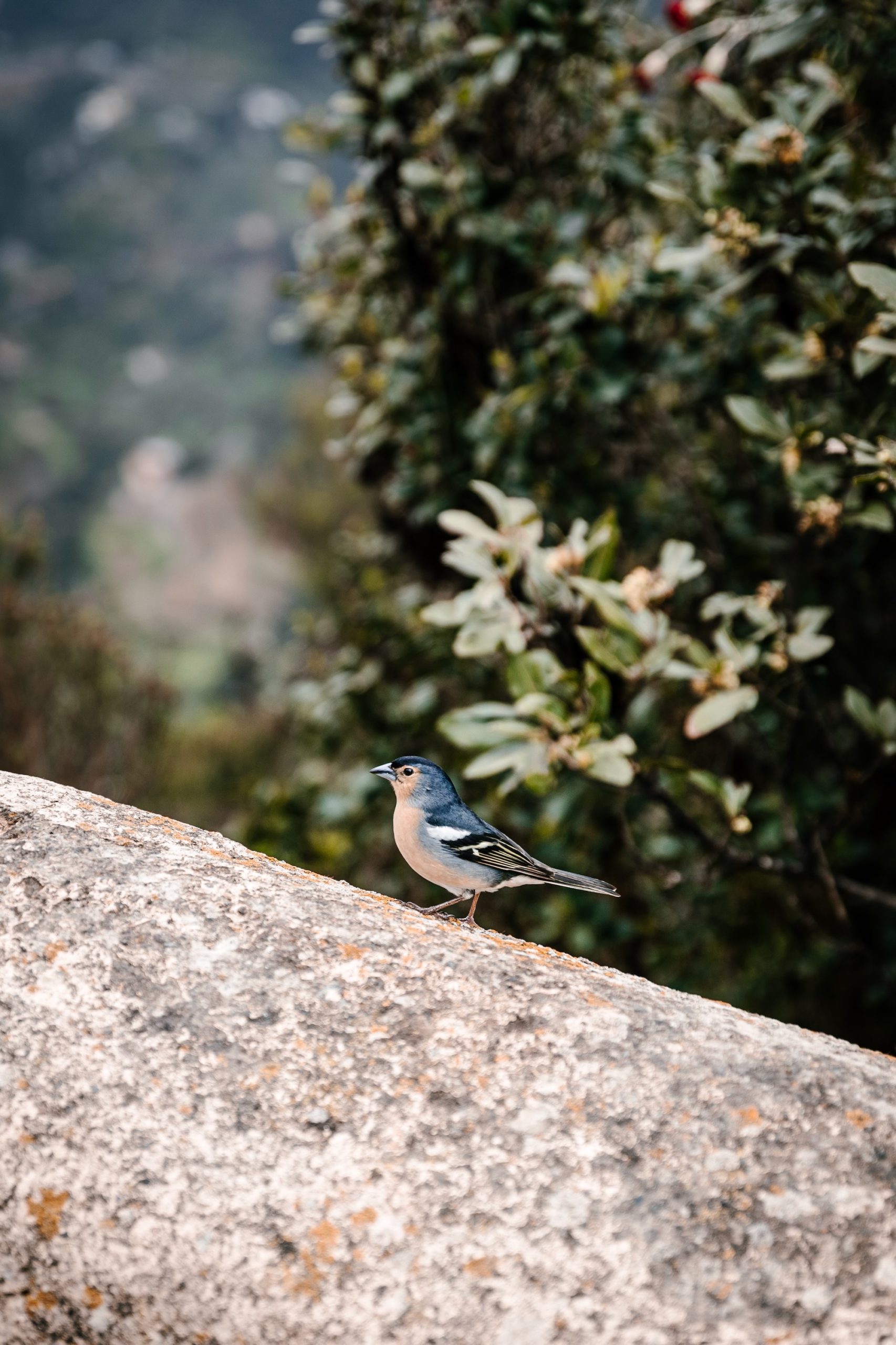 Pinson bleu, emblème de Tenerife