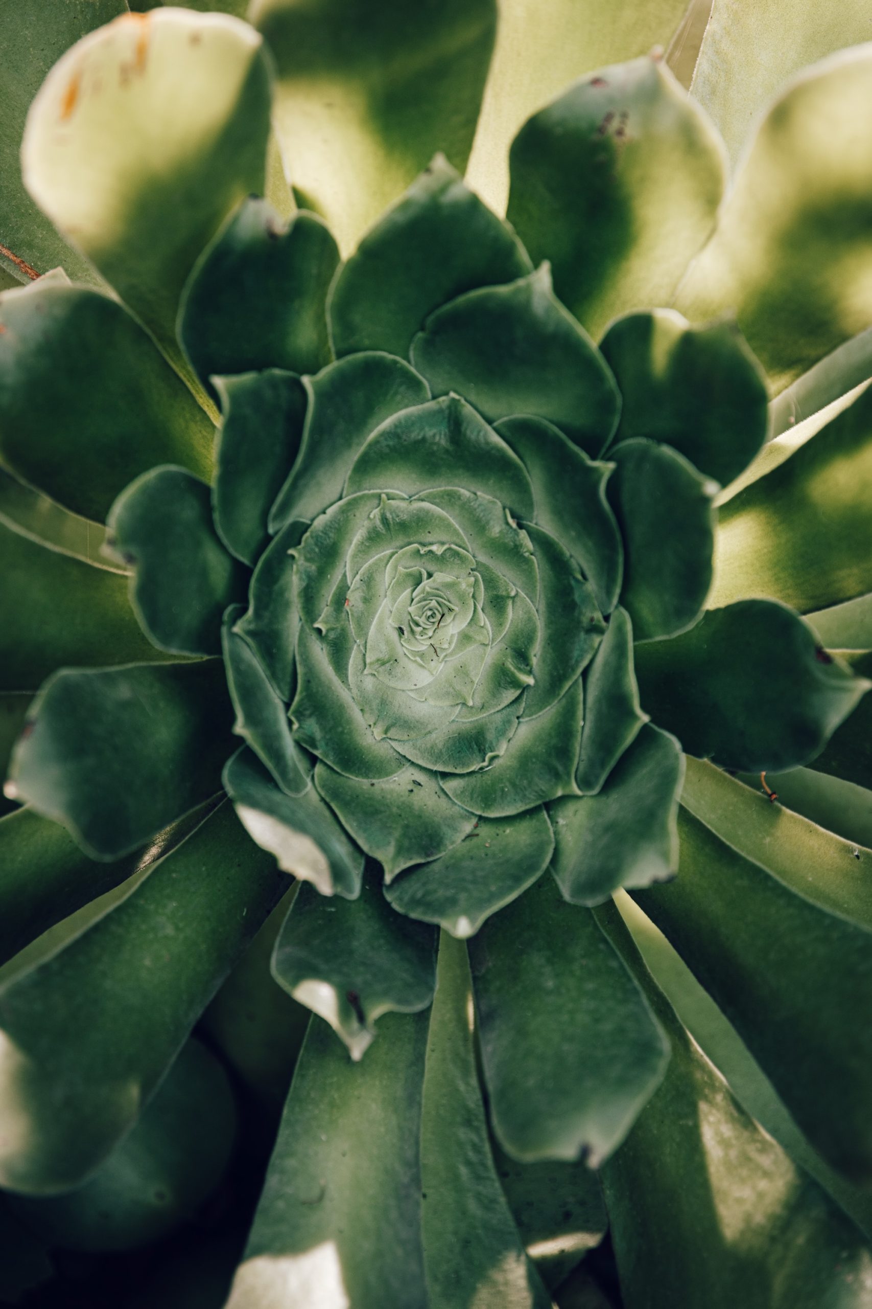 Flore de l'Anaga