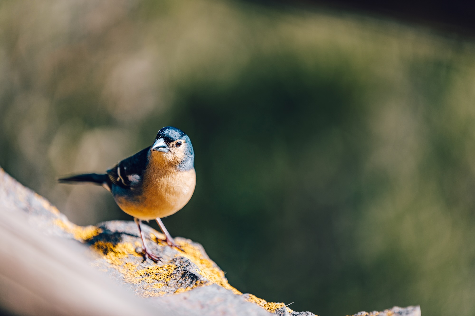 Pinson bleu des Canaries