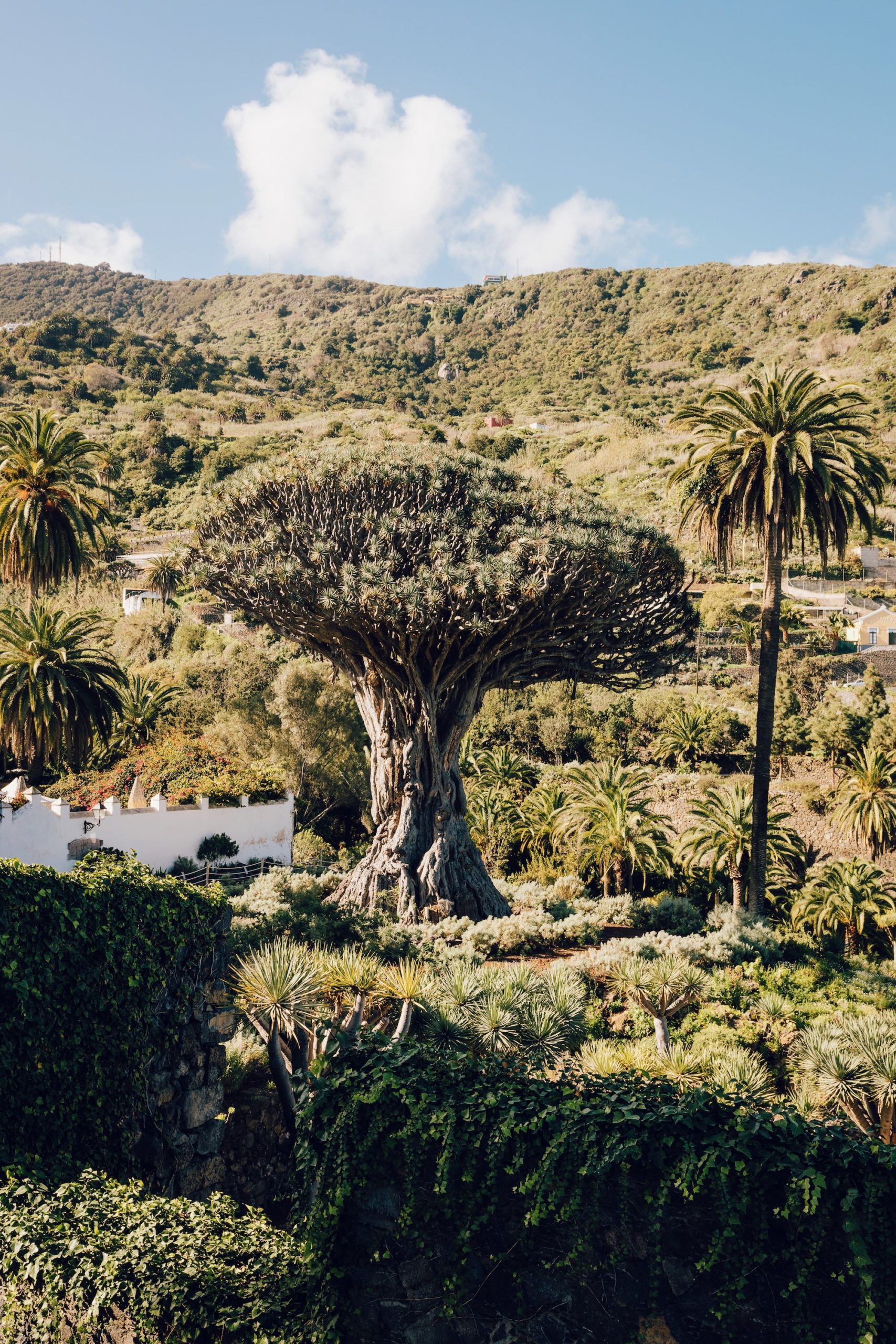 Arbre Drago Milenario à Icod de los Vinos